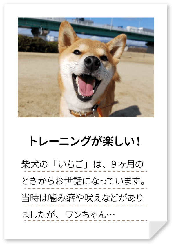 トレーニングが楽しい！柴犬の「いちご」は、9ヶ月のときからお世話になっています。
                当時は噛み癖や吠えなどがありましたが、ワンちゃん…